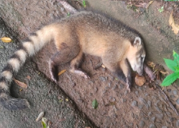 Foto: Daniel Zawitoski