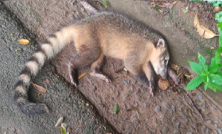 Quati grávida morre atropelada próximo da Esalq em Piracicaba