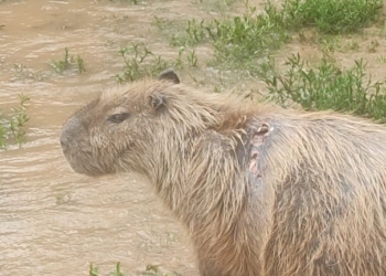 Foto: Daniel Zawitoski