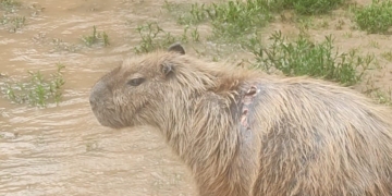 Foto: Daniel Zawitoski