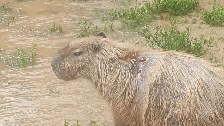 Capivara ferida e sem atendimento gera comoção em Piracicaba