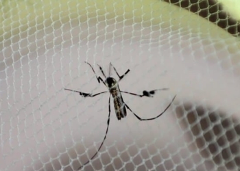 Foto: Divulgação/SES-TO