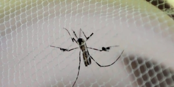 Foto: Divulgação/SES-TO