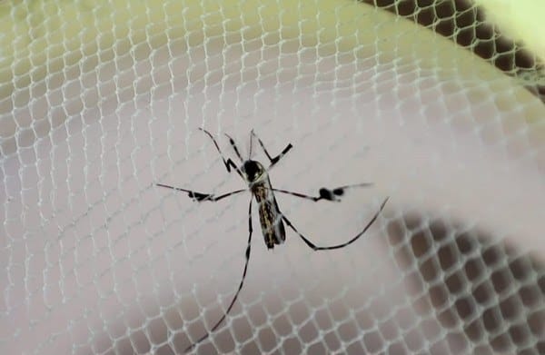 Região de Piracicaba registra primeira morte por febre amarela