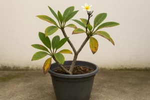 6 erros com o jasmim-manga em vasos que prejudicam sua floração