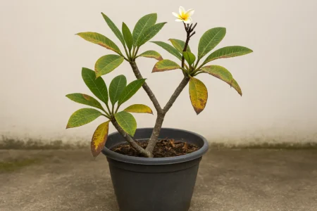 6 erros com o jasmim-manga em vasos que prejudicam sua floração