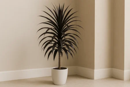 7 vantagens de ter dracena chocolate para purificação de ar em ambientes internos