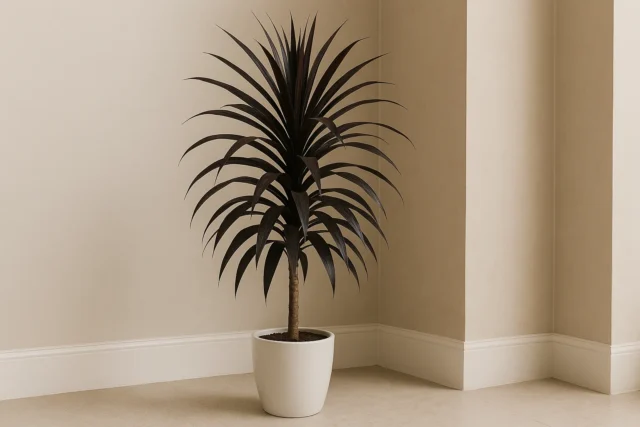 7 vantagens de ter dracena chocolate para purificação de ar em ambientes internos