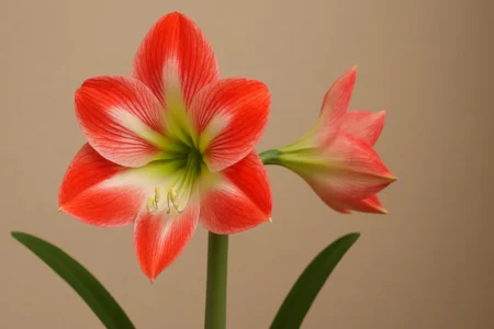 Açucena 4 erros comuns que impedem a sua floração plena