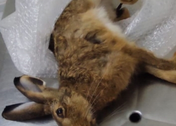 Foto: Eduardo Feriani