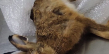 Foto: Eduardo Feriani