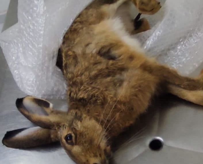 Foto: Eduardo Feriani