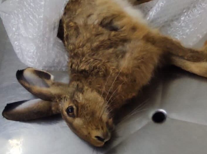 Lebre morre horas depois de ser atropelada em rodovia de Piracicaba