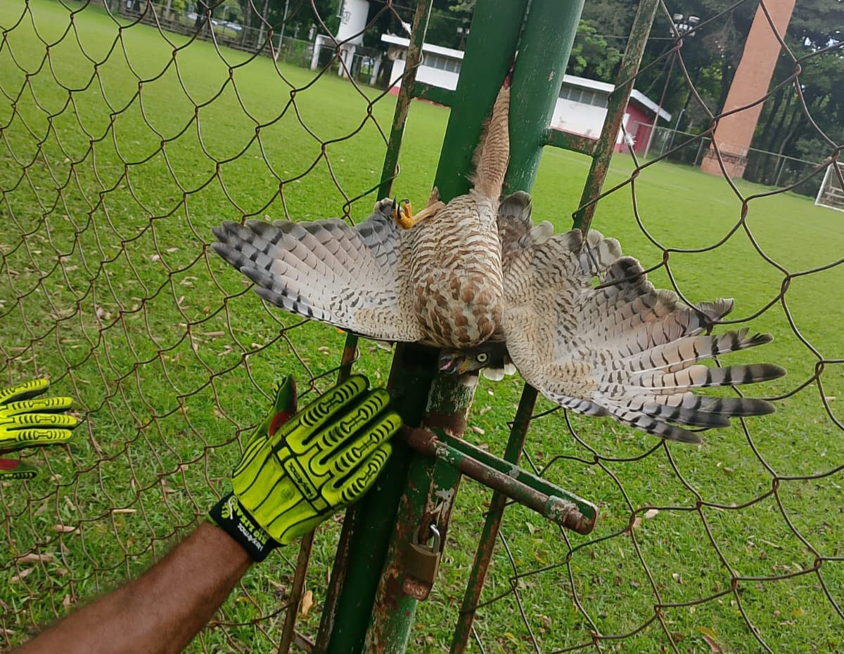 Gavião é resgatado com ferimento grave após colidir com portão no Campo da Rua do Porto, em Piracicaba
