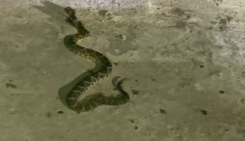 Cobra cascavel é encontrada em bairro de Piracicaba; moradores estão em alerta