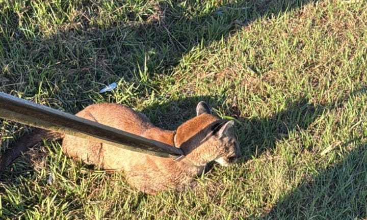 Onça-parda é capturada às margens de rodovia em Piracicaba