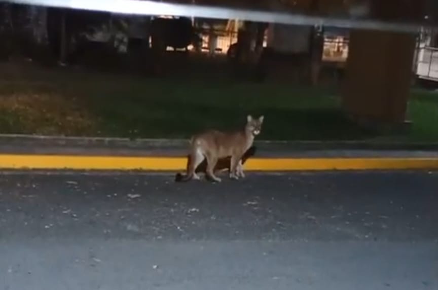 Onça é flagrada nas proximidades do Grande Hotel em Águas de São Pedro e mobiliza autoridades