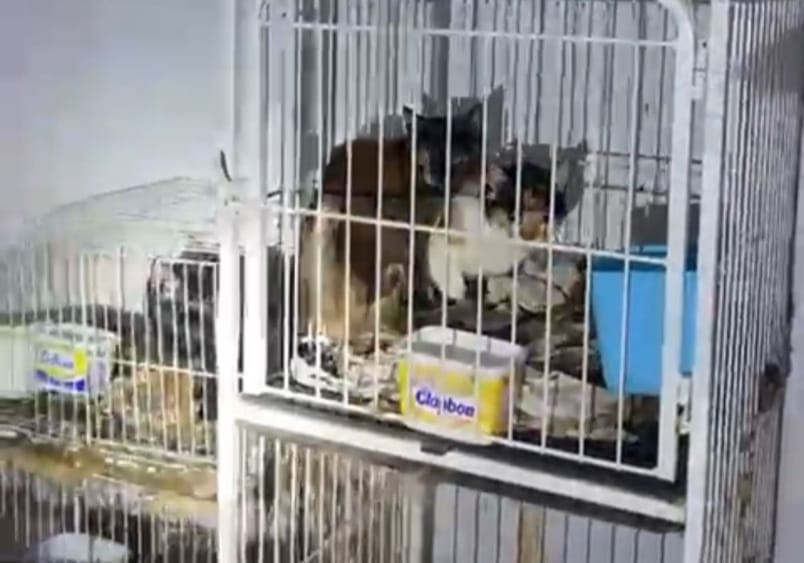 PM resgata mais de 60 animais vítimas de maus-tratos em casa de Piracicaba