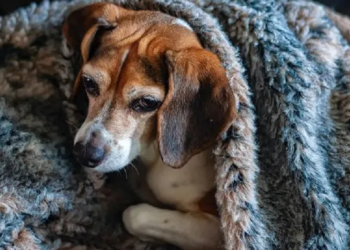 Foto: ( Unsplash/ Robert Thiemann/ CreativeCommons)