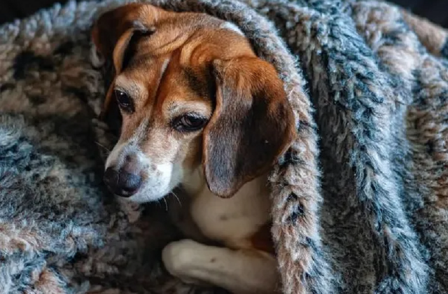 Ação arrecada cobertores para proteger animais do frio em Piracicaba