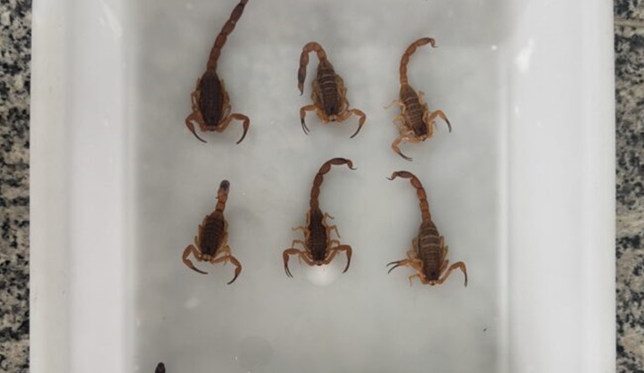 Saúde realiza ação de conscientização para evitar acidentes com escorpiões