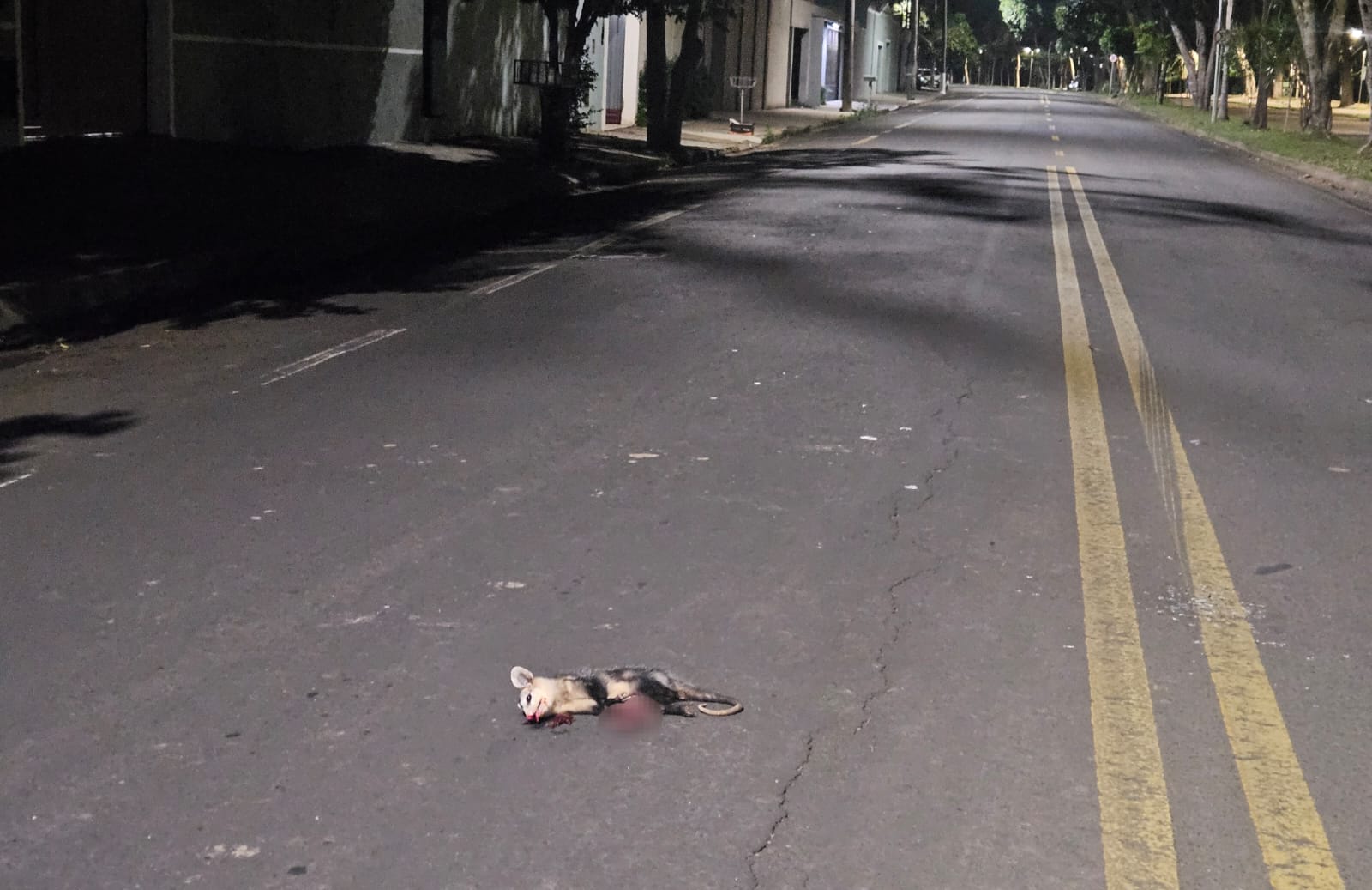 Gambá morre após ser atropelado por carro na Avenida Cruzeiro do Sul, em Piracicaba
