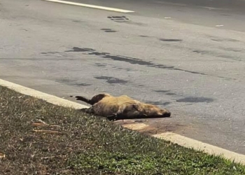 Foto: Fábricio/Alerta Piracicaba