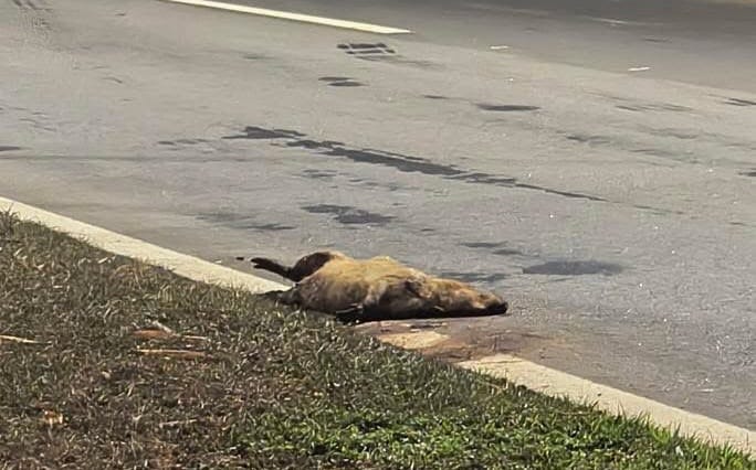 Duas capivaras morrem atropeladas em avenida de Piracicaba