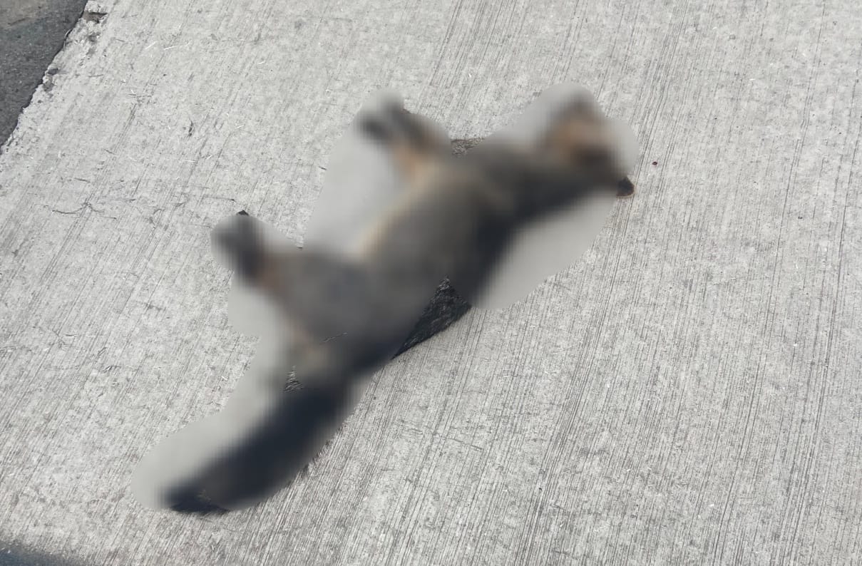 Cachorro-do-mato é encontrado morto após atropelamento em avenida de Piracicaba