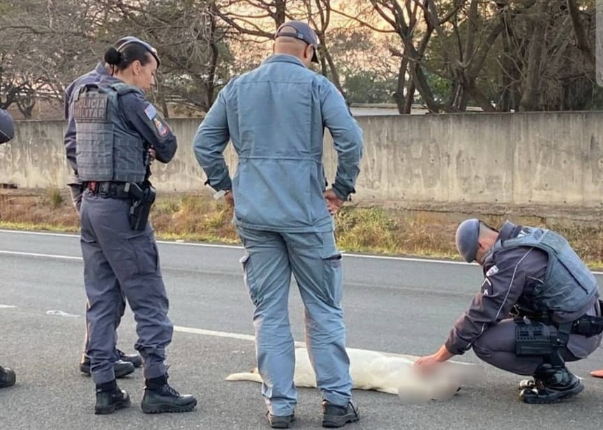 Cadela prenha morre atropelada em rodovia; animal era surdo e havia sido furtado dos tutores