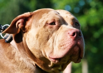 Foto: Reprodução/Gettyi mages