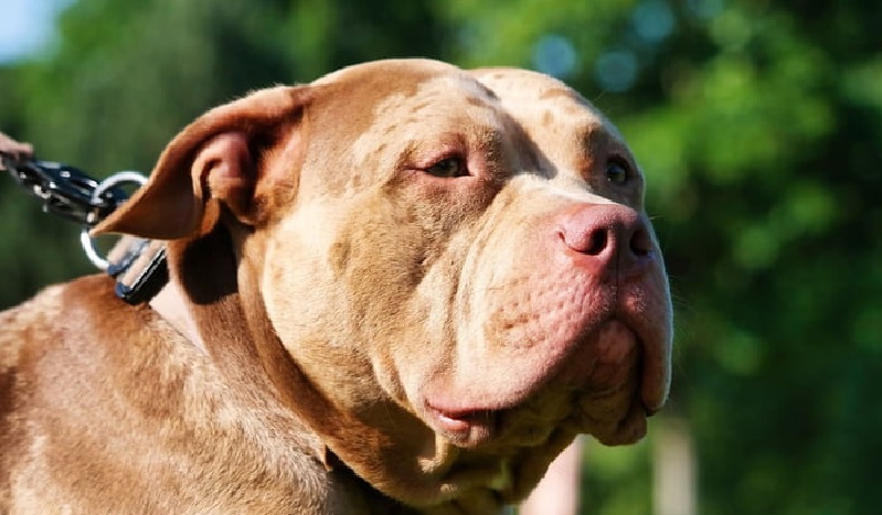 Criança de dois anos morre após ser atacada por pitbull da própria família