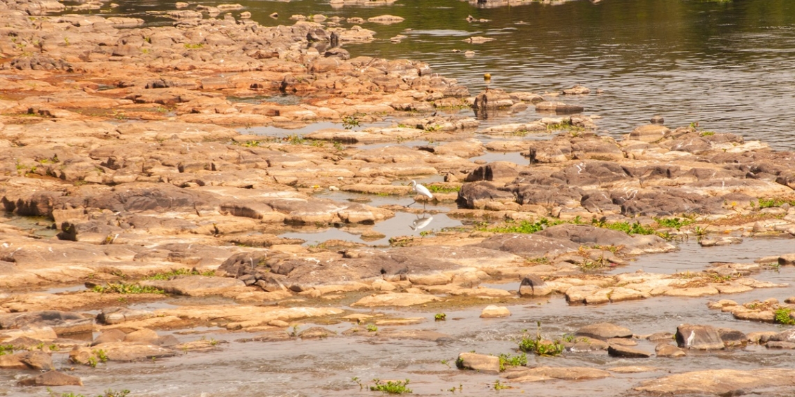 Foto: Andrey Moral/PIRANOT