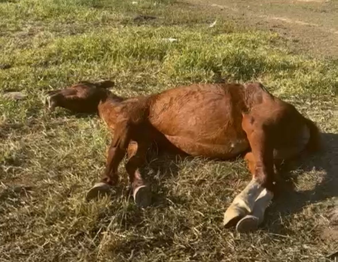 Égua morre durante parto após ser encontrada debilitada e abandonada em Piracicaba