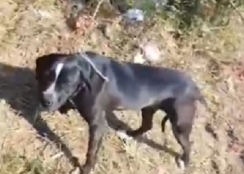 Foto: Reprodução/Vídeo/Fabricio Santos