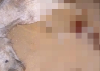 Foto: Reprodução/Internet