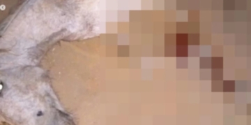 Foto: Reprodução/Internet