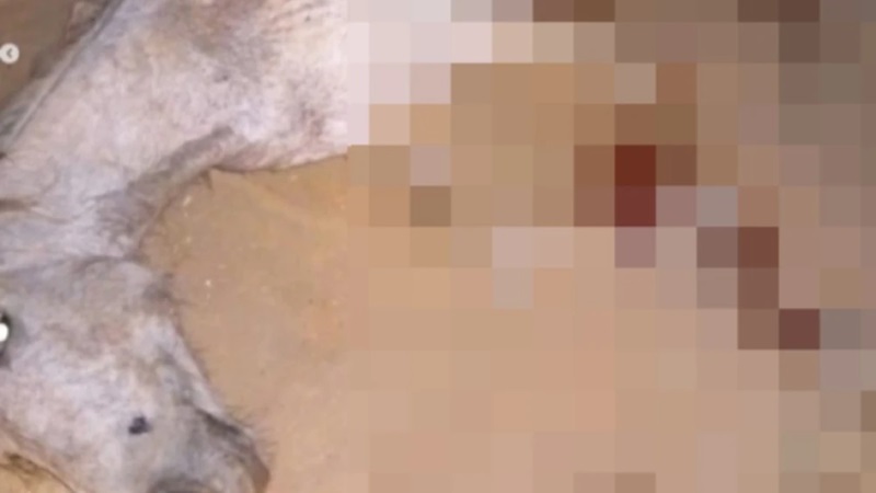 Cavalo tem as quatro patas decepadas pelo dono; ele foi solto após confessar o crime