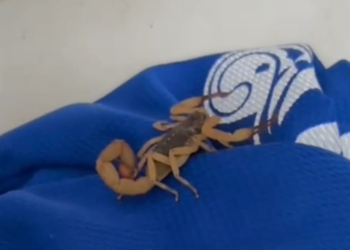 Foto: Reprodução/Fabricio Santos