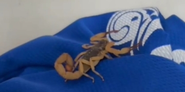 Foto: Reprodução/Fabricio Santos