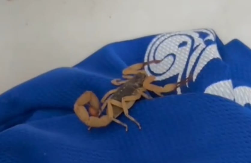 Moradora de Piracicaba encontra escorpião preso em roupa dentro de casa