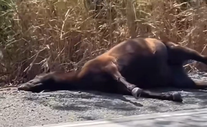 Dois cavalos são encontrados mortos próximo à estrada do Ceasa, em Piracicaba