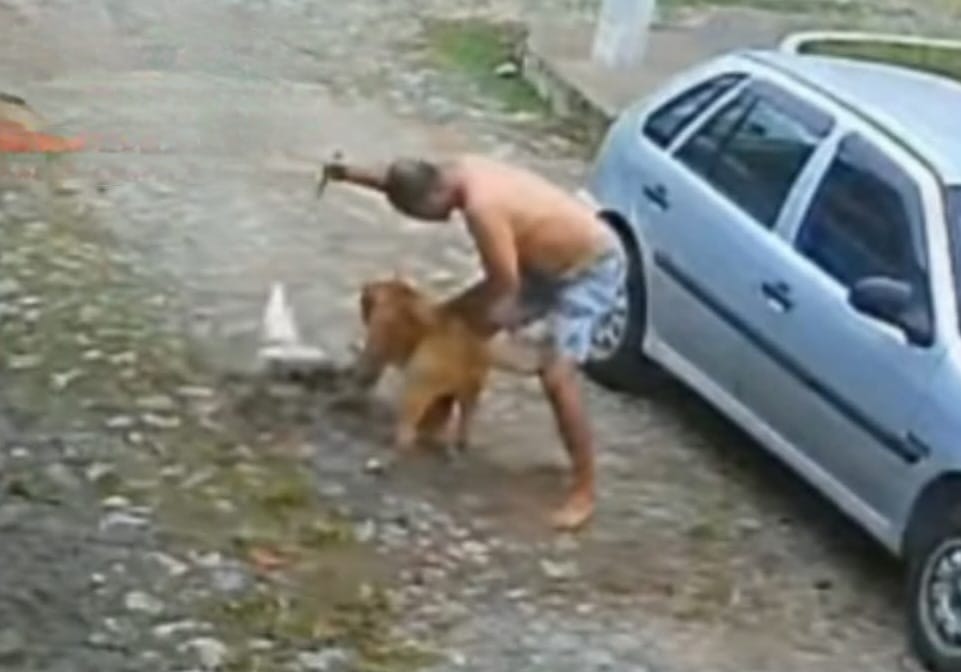 Pitbull é morto a facadas após atacar outro cão