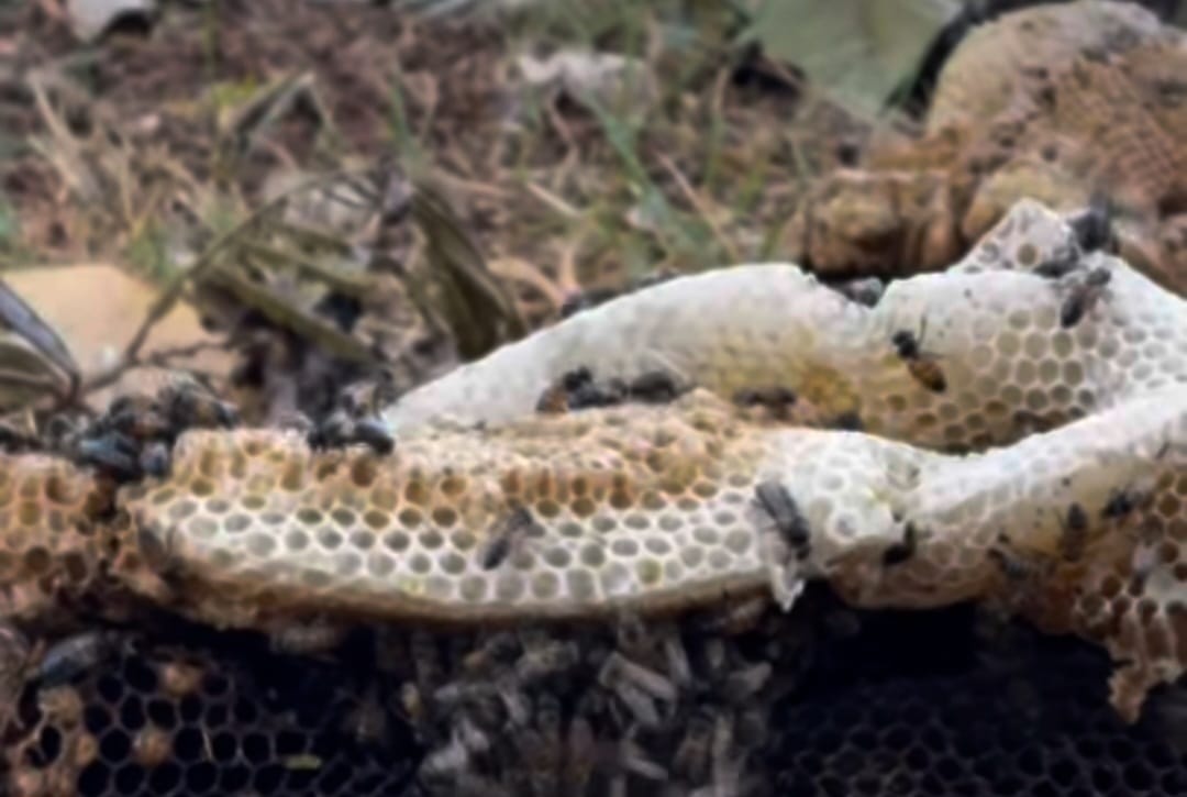 Homem leva 46 picadas de abelha em parque de Piracicaba; criança e funcionária também foram picadas