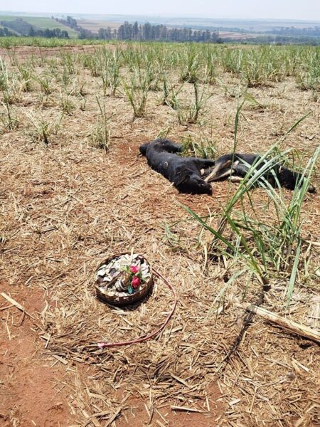 Dois cães são encontrados mortos em possível ritual de magia negra em Piracicaba