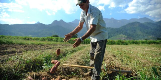 Crédito rural: BNDES libera R$ 12 bilhões para recuperação de produtores 905656-batata_biofortificada_-4137