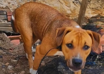 Foto: Alessandra Bellucci