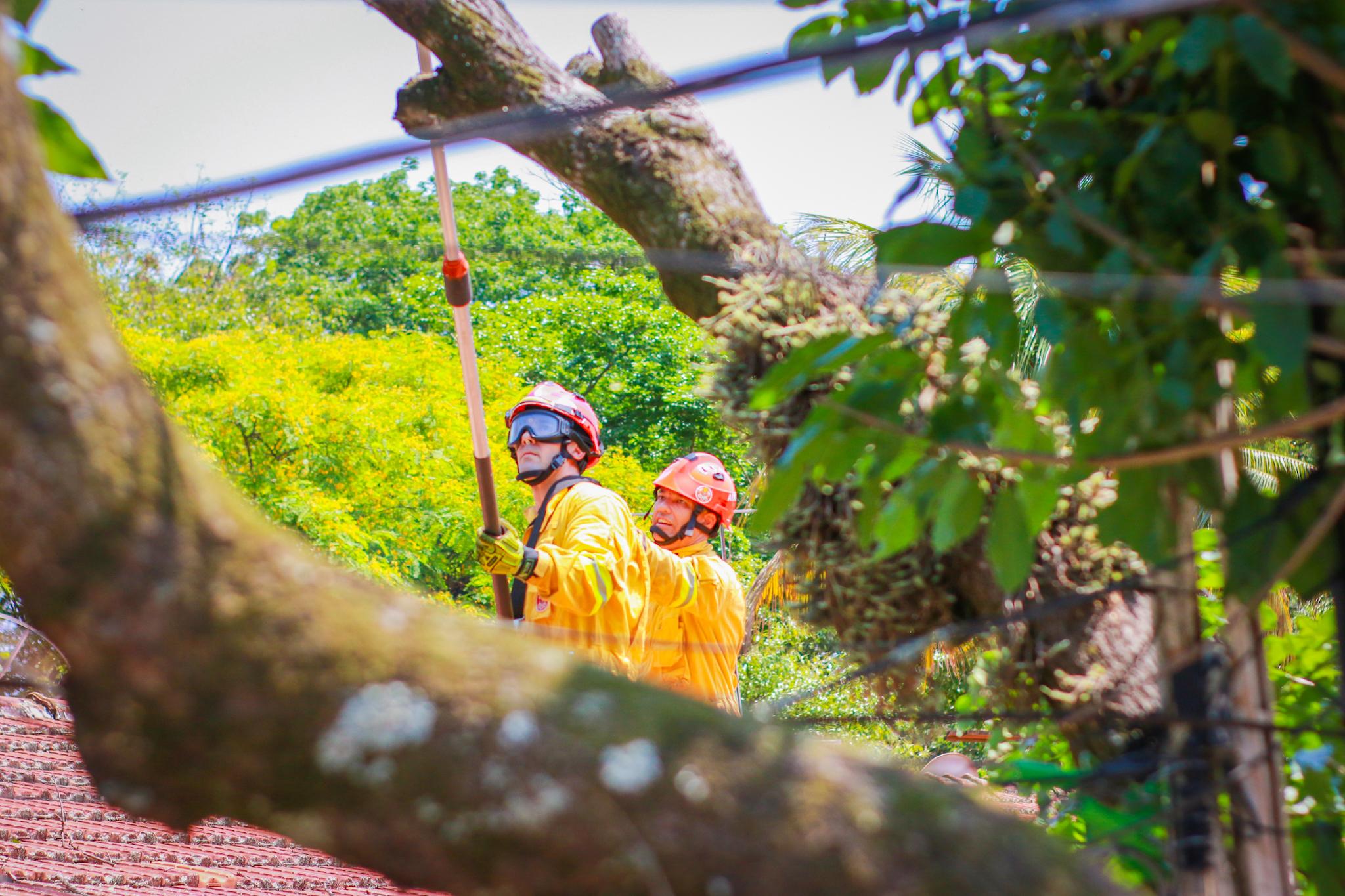 Árvore de 20 metros cai sobre residência em Piracicaba