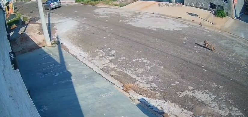 Câmeras de segurança flagram cachorrinha sendo abandonada em Piracicaba