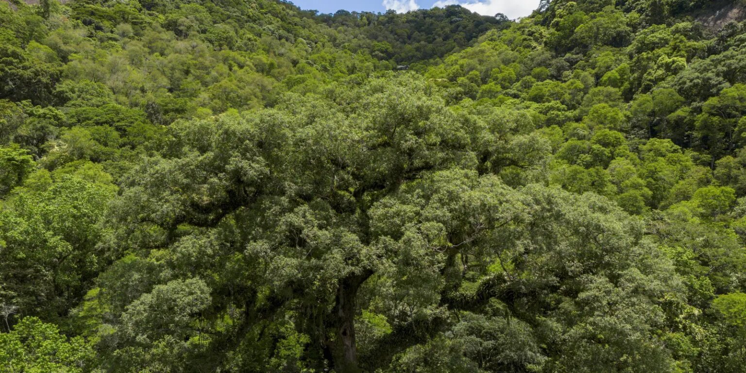 Mata Atlântica perde 2,4 milhões de hectares em 40 anos e mantém apenas 31% da vegetação original
